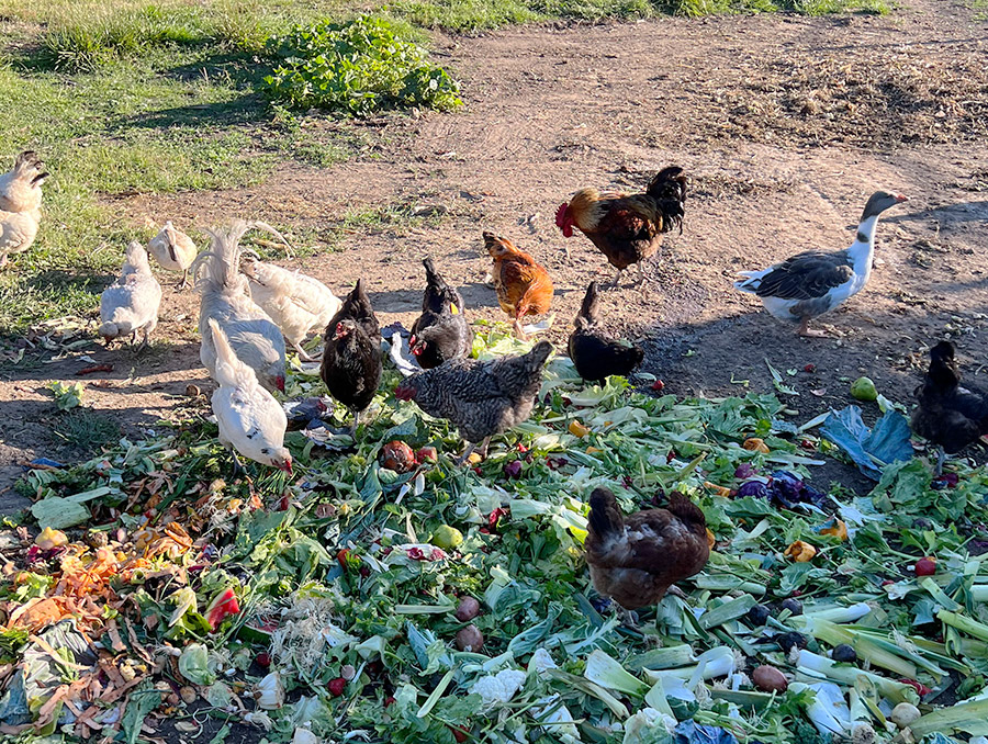 Ainslie IGA Organic Recycling 